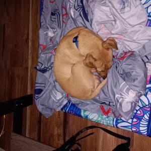 Lost Dog Tobi Lops