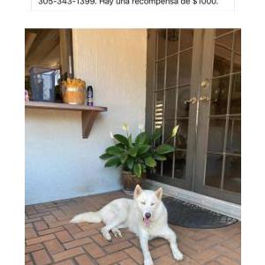 Image of Luna, Lost Dog