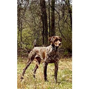 Lost Dog Howi