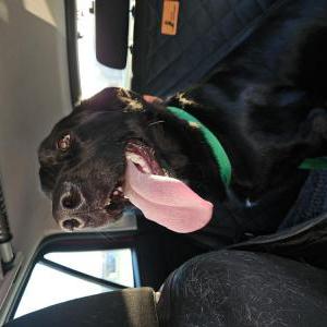 Found Dog Unknown