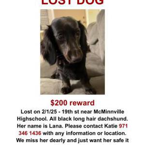 Lost Dog Lana