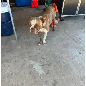 Lost Dog Minnie
