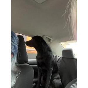 Image of Maxx, Lost Dog