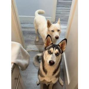 Lost Dog Mochi and Luna