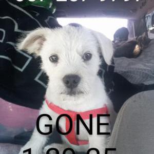 Lost Dog teddy