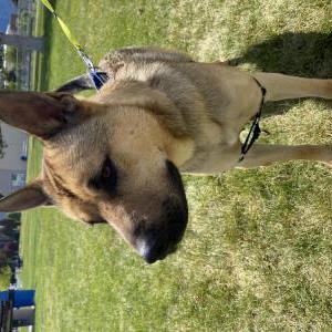 Lost Dog Wilkens