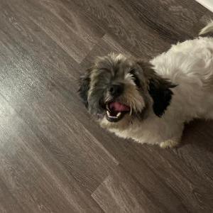 Lost Dog Osito