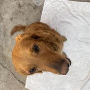Found Dog unknown
