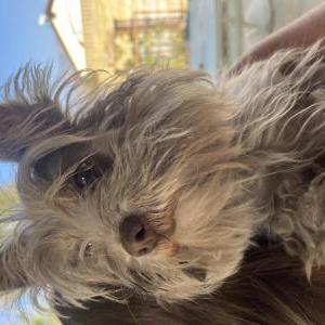 Found Dog Unknown
