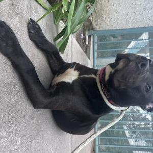 Found Dog Unknown