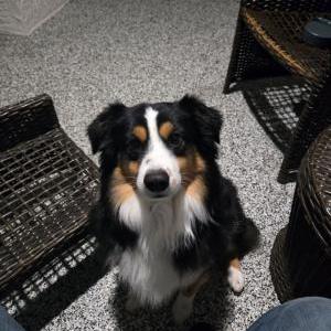 Image of Zuko, Lost Dog