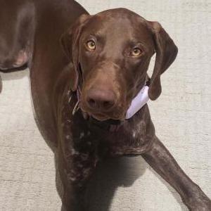 Lost Dog Brie