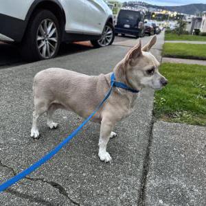 Found Dog Unknown