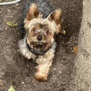Lost Dog Bear