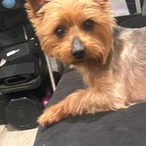 Lost Dog Dog