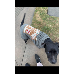 Found Dog Unknown