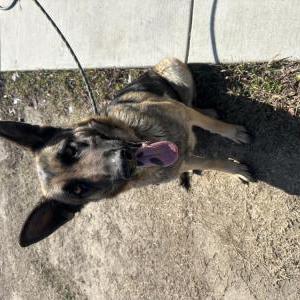 Found Dog Unknown