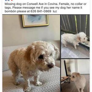 Lost Dog Bonbon