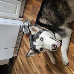 Lost Dog Kalani