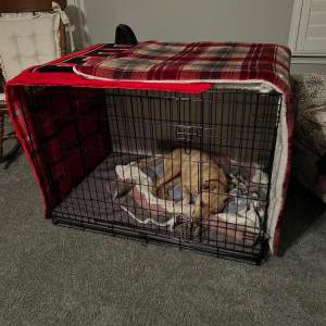 Image of Unknown, Found Dog