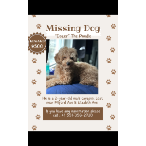 Lost Dog Dozer
