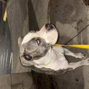 Lost Dog Unknown