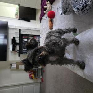 Lost Dog Donovan (Donny)