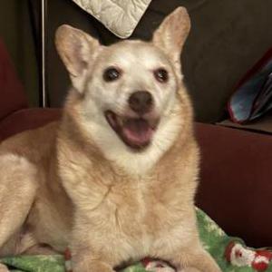 Image of Hook/ Hooky, Lost Dog