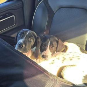 Found Dog Unkown