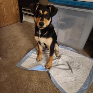 Image of Unknown, Found Dog