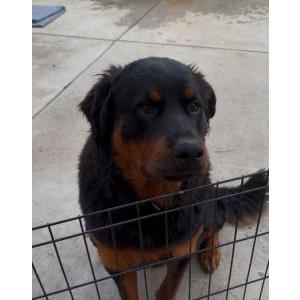 Found Dog Unknown