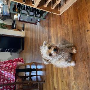 Found Dog Unknown