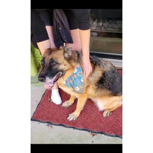 Image of Not sure, Found Dog