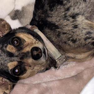 Lost Dog Belle