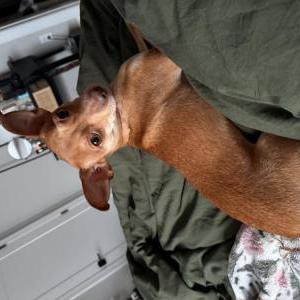Image of Penny, Lost Dog