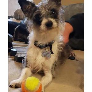 Image of PeeWee, Lost Dog