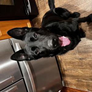 Lost Dog Rocky