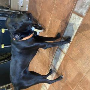 Lost Dog Luna