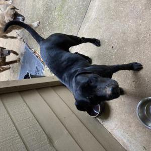 Image of Chibi, Lost Dog