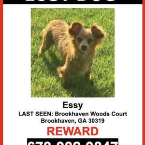 Image of Essy, Lost Dog