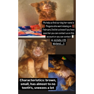 Image of Pinguica, Lost Dog