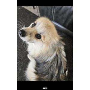 Lost Dog Henry