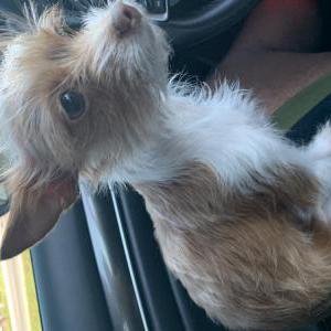 Lost Dog Honey