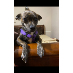 Lost Dog Babygurl