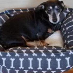 Lost Dog Clementine