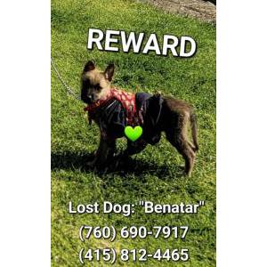 Lost Dog Benatar
