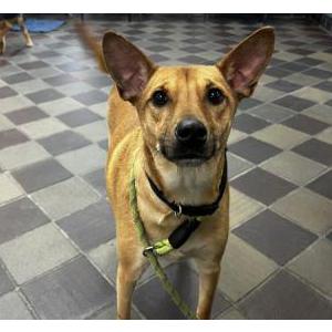 Found Dog Unknown