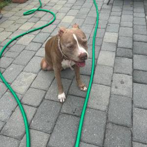Lost Dog Daisy