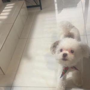 Lost Dog Kobe