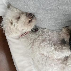 Lost Dog Nube